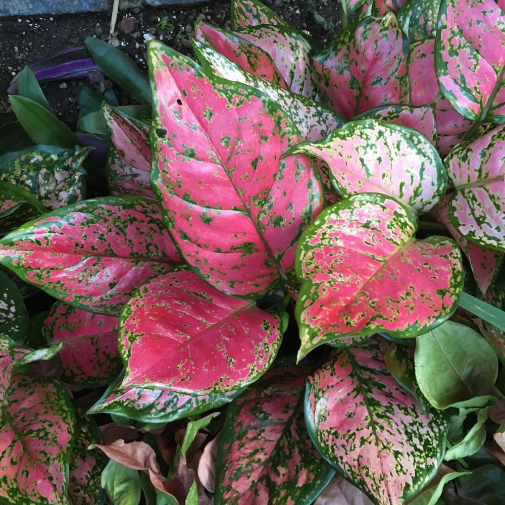 Indoor Plants